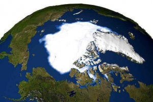 Тваринний світ північного полюса Тваринний світ північного полюса