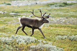 Тваринний світ північної америки Тваринний світ північної америки