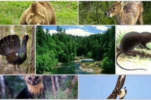 Тваринний світ тайги Тваринний світ тайги