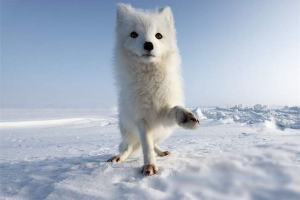 Тваринний світовий тундра Тваринний світовий тундра