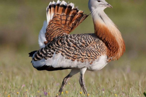 Тваринний світ україни Тваринний світ україни