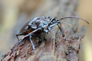 Жук-woodcutto Жук-woodcutto