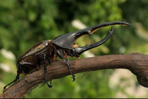 Геркулес жук Геркулес жук