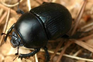 Жук навігатор Жук навігатор