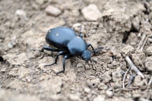 Скандал Скандал