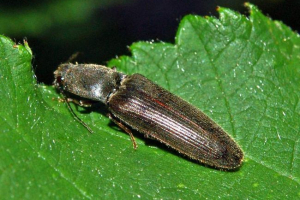 Журнал-муфти - копетичні акробати Журнал-муфти - копетичні акробати