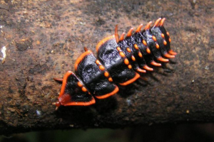 Трилобітові жуки - вимерли морські членистоногі? Трилобітові жуки - вимерли морські членистоногі?