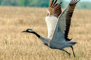 Крани Крани