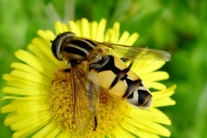 Боротьба - цибуля мух Боротьба - цибуля мух