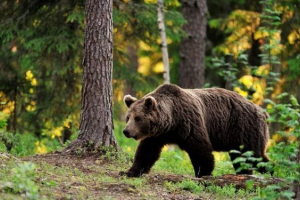Журналіст з владивостока зустрівся з ведмедям Журналіст з владивостока зустрівся з ведмедям