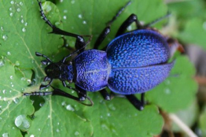 Кавказський буйгер Кавказський буйгер