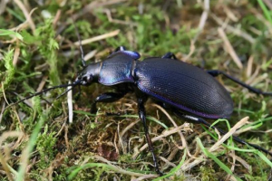 Угорський зчеплення Угорський зчеплення