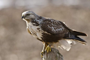 Зимнак: опис, фото та відео Зимнак: опис, фото та відео