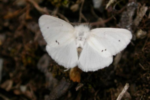 Златужку: фото нічного метелика Златужку: фото нічного метелика
