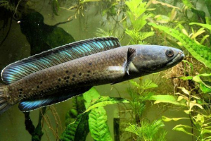 Смеголов Смеголов