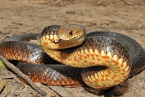 Змії австралії Змії австралії