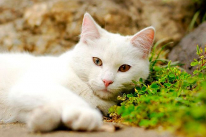 Біла кота значення в мрії в різних ситуаціях Біла кота значення в мрії в різних ситуаціях