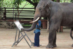 Значення та основні функції стовбура слона Значення та основні функції стовбура слона