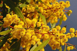 Золота акація Золота акація