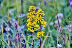 Золотий Золотий