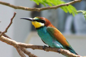 Золотий чистий - інший з різнобарвних птахів Золотий чистий - інший з різнобарвних птахів