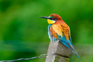 Золотий чистий (повія) Золотий чистий (повія)