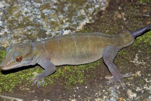 Золотий геккон або хаккон уликовський: фото, відео Золотий геккон або хаккон уликовський: фото, відео