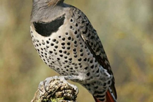 Золотий хвень і особливості його життя Золотий хвень і особливості його життя