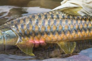 Золотий максир - рідкісна риба з спартанським характером Золотий максир - рідкісна риба з спартанським характером