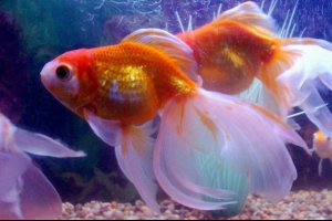 Золота рибка: різноманітність видів Золота рибка: різноманітність видів
