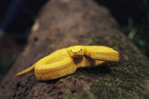 Золоті тварини: 10 істот, що природа представила дорогоцінний вигляд