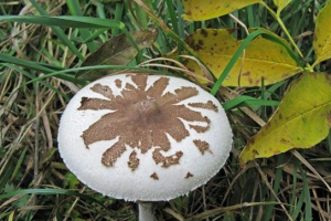 Парасолька конрад Парасолька конрад