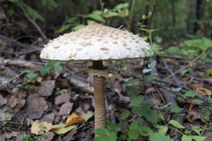 Грибний парасолька - вид та опис Грибний парасолька - вид та опис