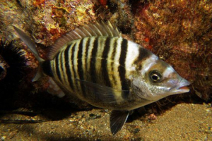 Tubarik звичайним Tubarik звичайним