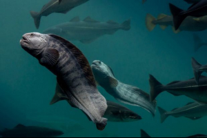 Кабат Кабат