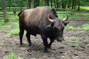 Бонкон - корова, що перетинається з європейським зубом Бонкон - корова, що перетинається з європейським зубом