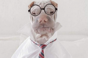 Star instagram paddington: 16 смішні фотографії, які завоювали мільйони сердець Star instagram paddington: 16 смішні фотографії, які завоювали мільйони сердець