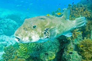 Зірка аротрон - незвичайна риба Зірка аротрон - незвичайна риба