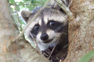 Зірка інтернету стала єнотом застряг у американському танку Зірка інтернету стала єнотом застряг у американському танку