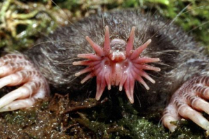 Starrel: funny mole Starrel: funny mole